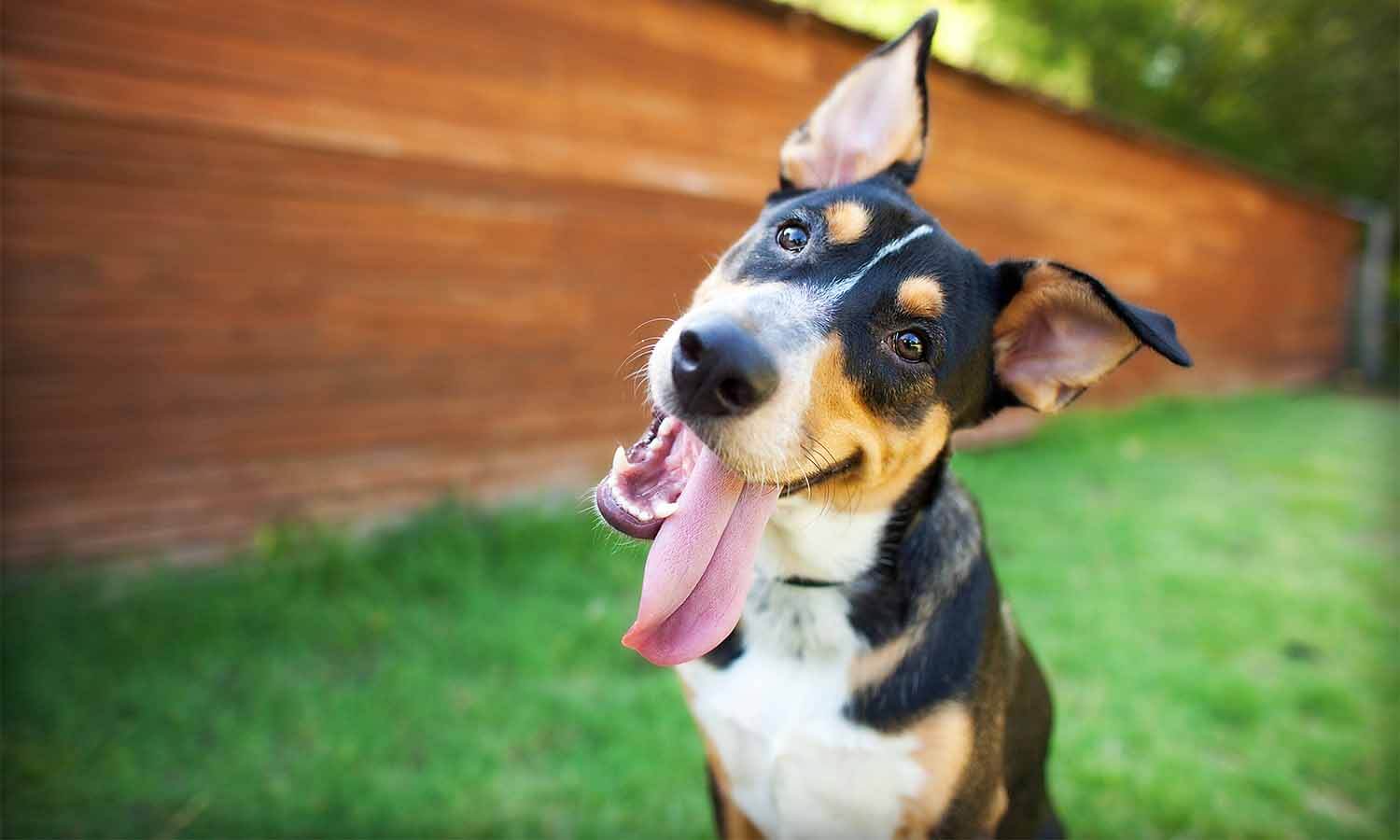 dog with tongue out