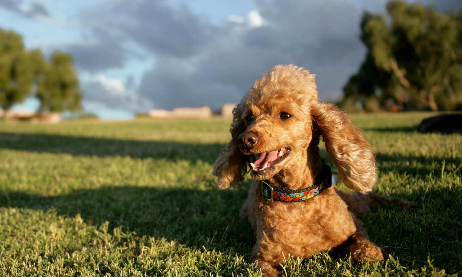 A poodle out in a lawn