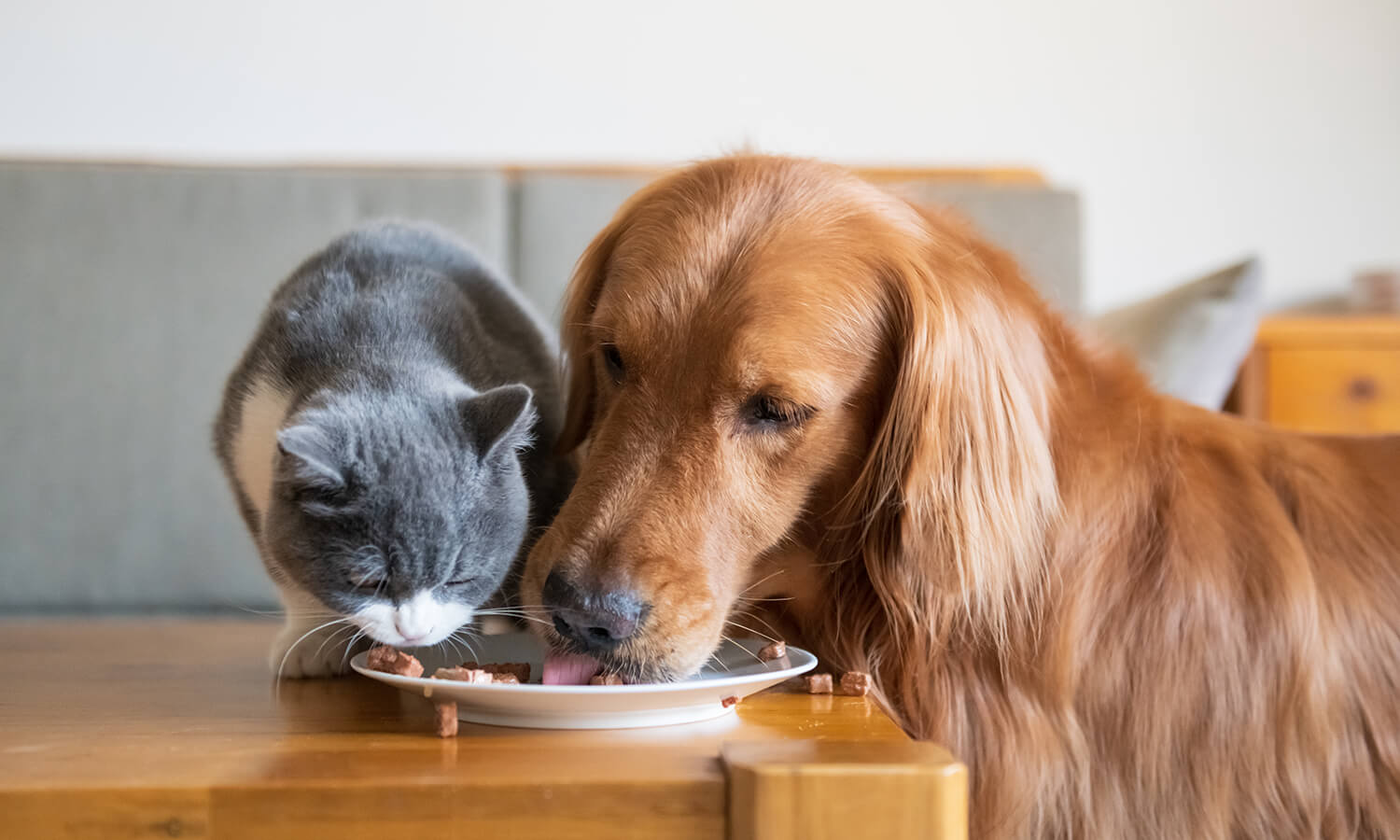 A cat and dog sharing a plate of food