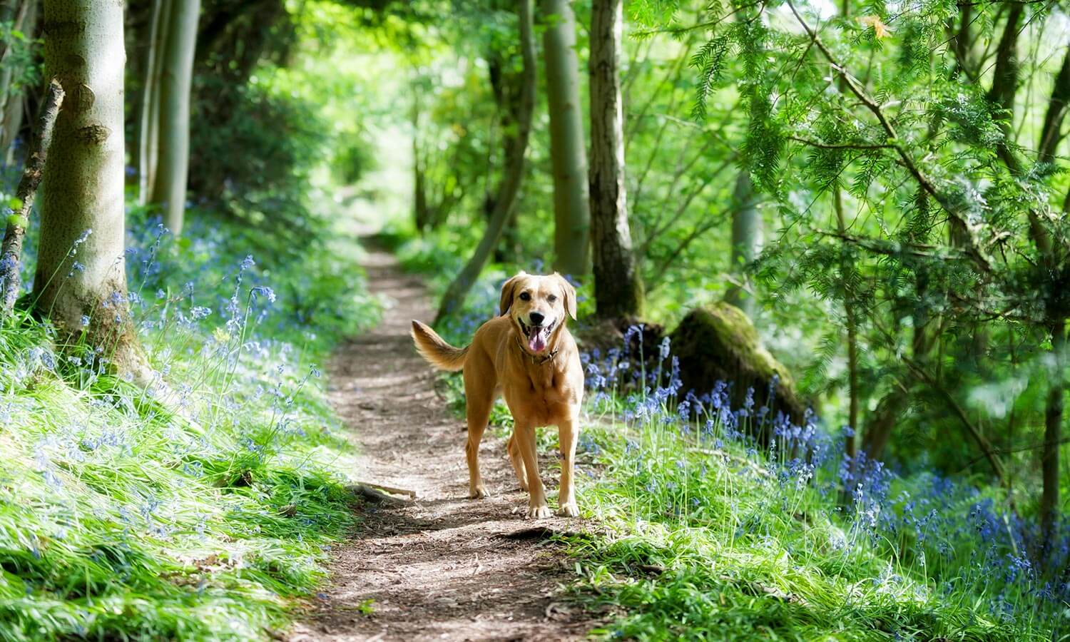 A dog in the forest