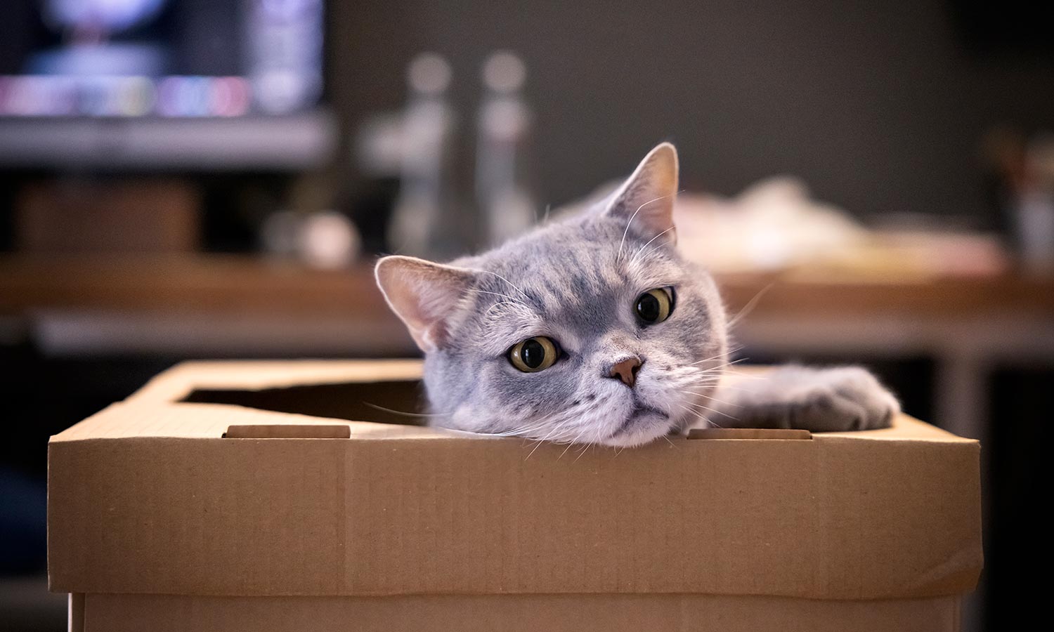 A cat hiding in a box