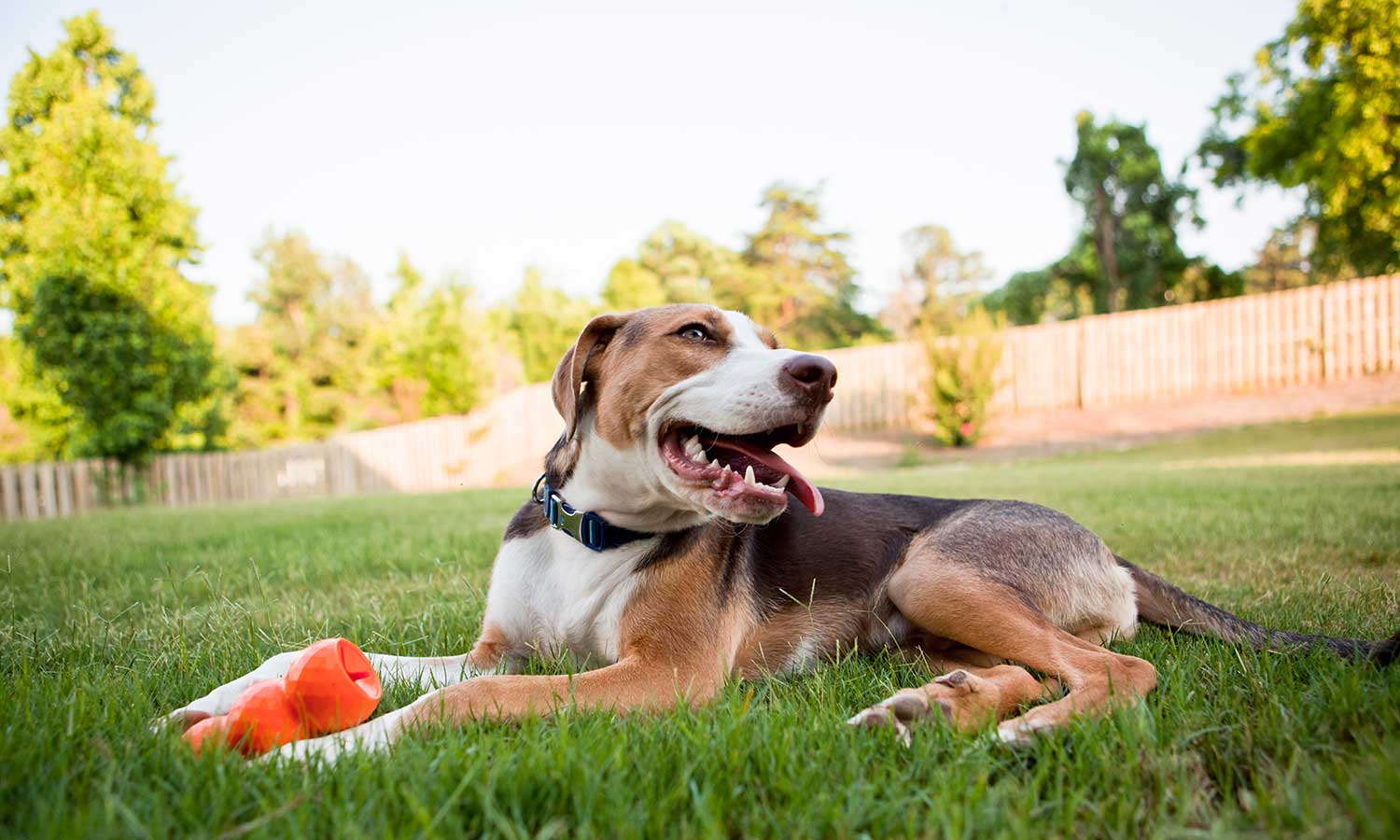 A dog laying in grass